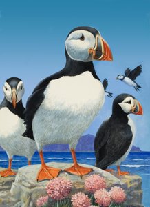 Puffins (gouache sobre papel)