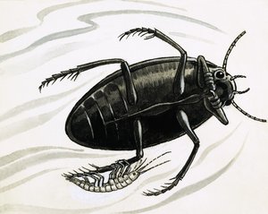 Los camarones suelen viajar con los grandes escarabajos de agua