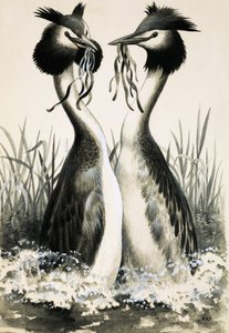 Somormujo lavanco