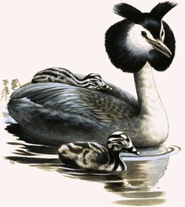 Somormujo lavanco