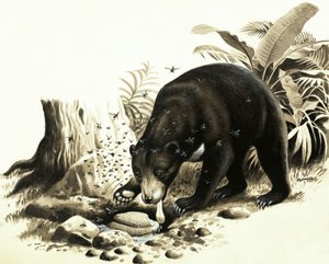 El oso solar malayo asalta un nido de abejas en busca de miel