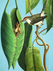 El pájaro sastre