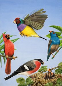 Pájaros tropicales (gouache sobre papel)