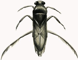 Water Boatman (gouache sobre papel)