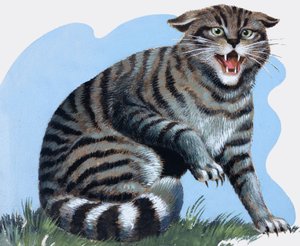 Gato salvaje, de "Treasure