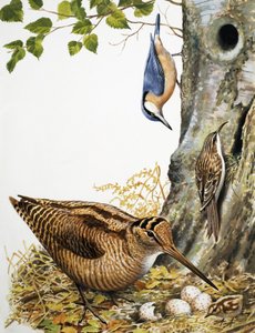 Aves del bosque