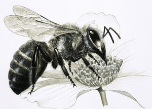 Abeja obrera recolectando néctar de la flor
