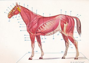 Músculos superficiales, tendones, etc. de un caballo, c1907 c1910