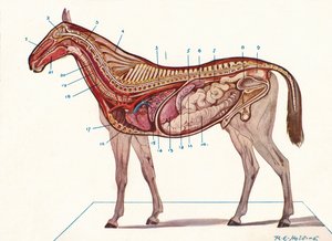 Sección vertical del cuerpo de un caballo, c1907 c1910