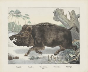 cinghiale / Sanglier. / Jabalí. / Mazo. / Jabalí. / Wild Wine (título sobre el objeto)