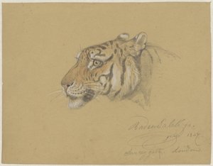 Cabeza de tigre