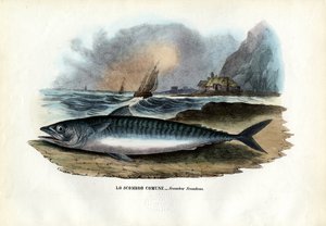 Caballa atlántica, 1863-79 de Raimundo Petraroja