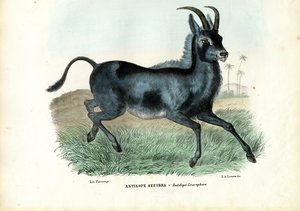 Bluebuck, 1863-79