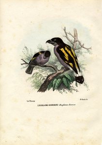 Broadbills, 1863-79 de Raimundo Petraroja