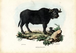 Búfalo, 1863-79 de Raimundo Petraroja