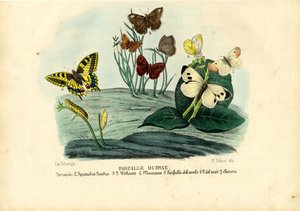 Mariposas, 1863-79
