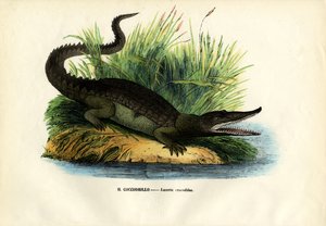 Caimán, 1863-79