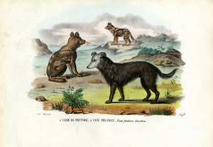Perros de Raimundo Petraroja