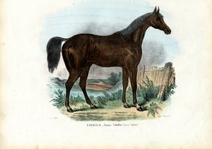 Caballo Inglés, 1863-79