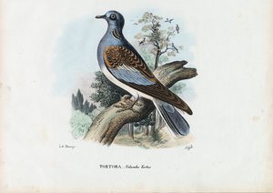 Tórtola europea, 1863-79 de Raimundo Petraroja