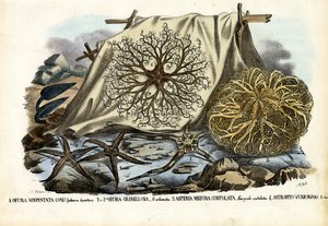 Cabeza de Gorgona de Raimundo Petraroja
