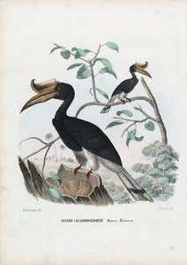 Gran cálao, 1863-79 de Raimundo Petraroja