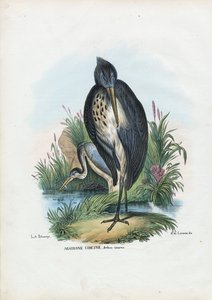 Garza Real, 1863-79 de Raimundo Petraroja