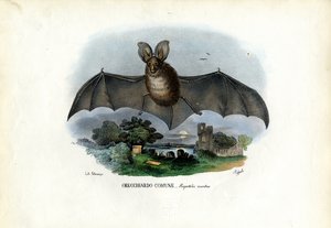 Murciélago gris de orejas largas, 1863-79 de Raimundo Petraroja