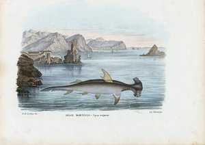 Martillo, 1863-79 de Raimundo Petraroja