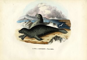 Foca de puerto, 1863-79 de Raimundo Petraroja