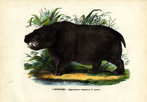Hipopótamo, 1863-79