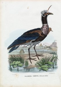 Chillón cornudo, 1863-79 de Raimundo Petraroja