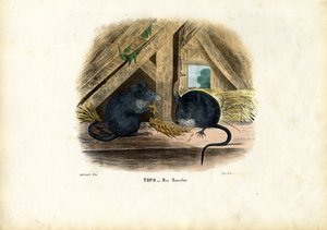 Ratón Doméstico, 1863-79 de Raimundo Petraroja