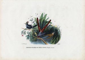 Colibríes, 1863-79 de Raimundo Petraroja