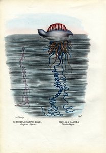 Medusas, 1863-79