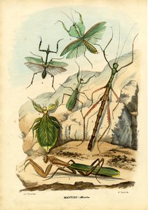 Insecto Hoja, 1863-79