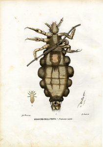 Piojo, 1863-79