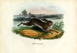 Liebre de montaña, 1863-79