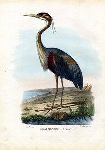 Garza morada