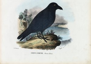 Cuervo, 1863-79 de Raimundo Petraroja