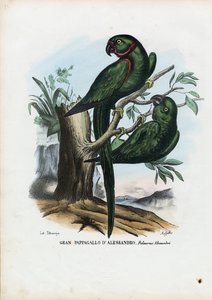 Cotorra de collar rosa, 1863-79 de Raimundo Petraroja