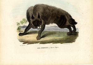 Hiena rayada, 1863-79 de Raimundo Petraroja