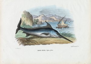 Pez espada, 1863-79 de Raimundo Petraroja
