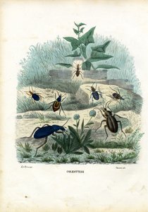 Tigres y escarabajos terrestres, 1863-79