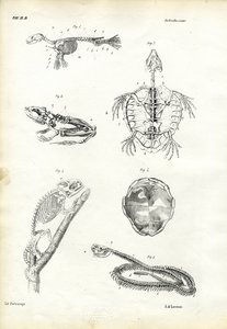Tortuga, 1863-79 de Raimundo Petraroja