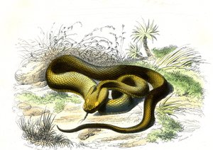 Vipere punta de lanza (Cophias Lanceolatus) - Lámina de Historia Natural de Bernard Germain de Lacepede (1856-1925), edición P.Furme, París de Raimundo Petraroja