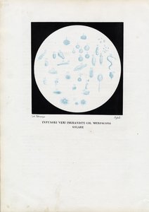 Animal de rueda, 1863-79 de Raimundo Petraroja