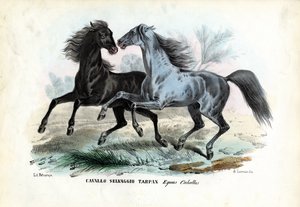 Caballos salvajes de Raimundo Petraroja