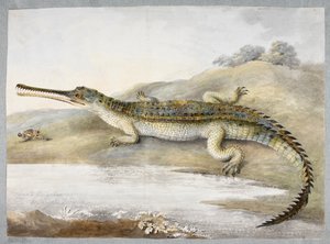 Un cocodrilo gherial o gangético cara a cara con un saltamontes, c.1820 (acuarela sobre papel)
