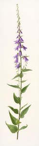 Especies de Adenophora (óleo sobre papel) de Raymond Booth